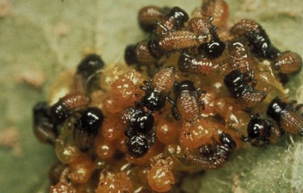 Doryphores sur pommes de terre : quand déclencher le premier traitement ?