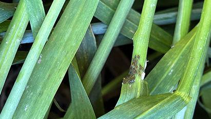 Viroses des céréales : vigilance, les pucerons et les cicadelles sont là !