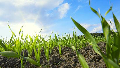 L’aclonifène, plus efficace en toutes circonstances !