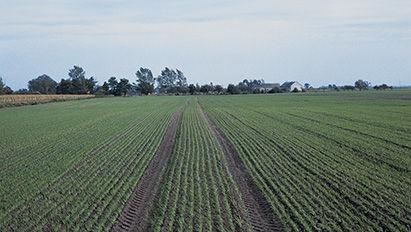 Pour leur désherbage d’automne sur blé, les agriculteurs ont testé l'herbicide Mateno® et nous en parlent