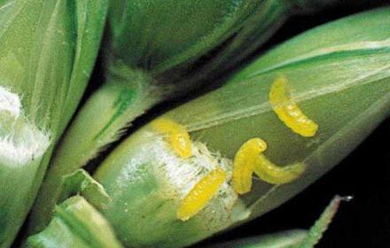 Cécidomyie : la forme orange est la plus nuisible