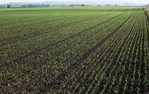 Désherbage de sortie d’hiver