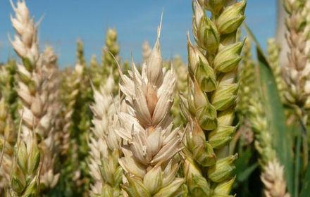 Fusariose : une maladie, plusieurs champignons