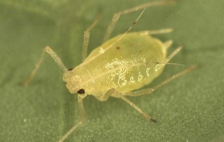 Pucerons verts : des insectes à compter !