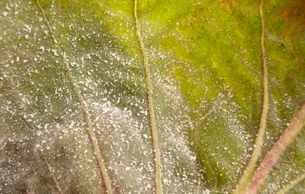 Oïdium de l'endive, un duvet blanc poudreux l'été