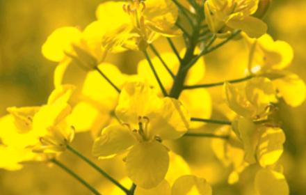 Anticiper le risque Sclerotinia dès le début de floraison avec Yearling® / Propulse®