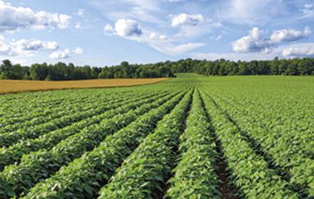 Haricot vert : l’innovation sur sclérotinia qui fait la différence