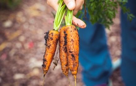 Les nématodes sur carottes, une réelle problématique agriculteur