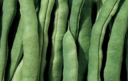 Protéger le haricot et le tabac du sclérotinia et du botrytis avec Luna® Sensation et Luna® Xtend