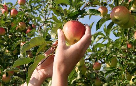 Tavelure sur pommier