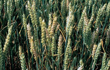 Toutes les solutions Bayer contre la fusariose