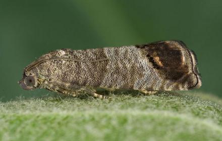 Carpocapse, très redouté