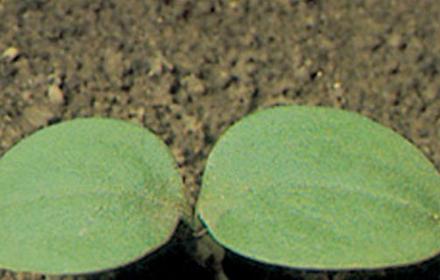 Gaillet gratteron : deux pieds par m² suffisent pour faire baisser le rendement