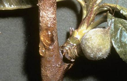 La moniliose des rameaux et des fleurs fait chuter la récolte