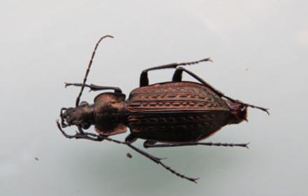 Les carabes, un atout pour l’agriculture : mieux les connaître pour mieux les préserver