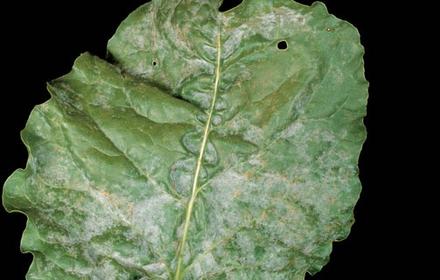 Oïdium : une maladie en régression