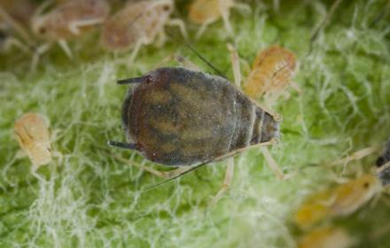 Puceron cendré, le plus nuisible