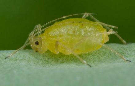 Puceron vert, une vraie menace