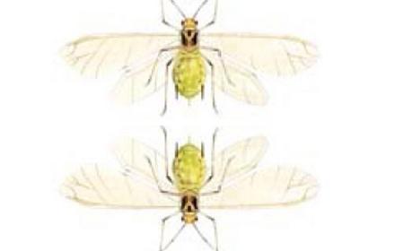 Pucerons des épis : affectent le nombre de grains