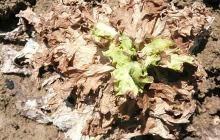 Rhizoctone de la salade, pourriture humide de l'été