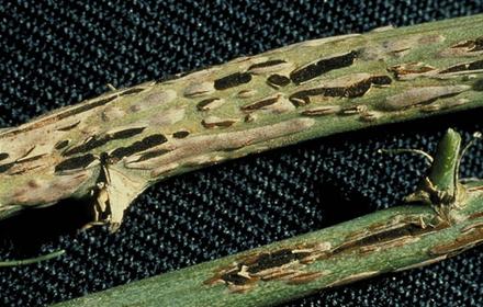 Rouille Asperge, un destructeur de réserves