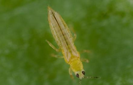 Thrips : un minuscule insecte dévoreur de plantules