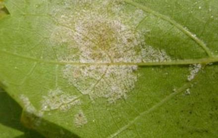 Comment contrôler le mildiou de la vigne ?