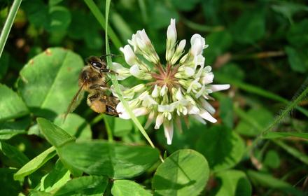 Comment est organisé un essaim d’abeilles ? Une vie rythmée par les saisons !