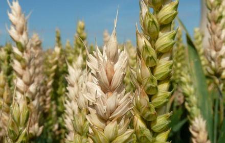 Fusariose du blé dur et du blé tendre