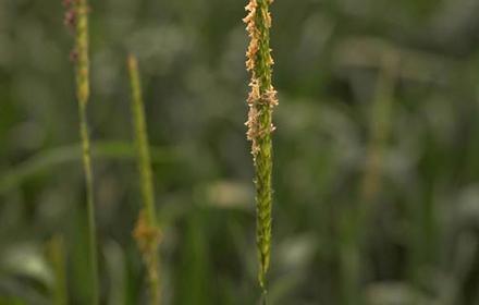 Le vulpin, la graminée la plus fréquente et résistante