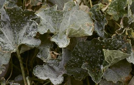 Oïdium du melon, nuisible à la qualité