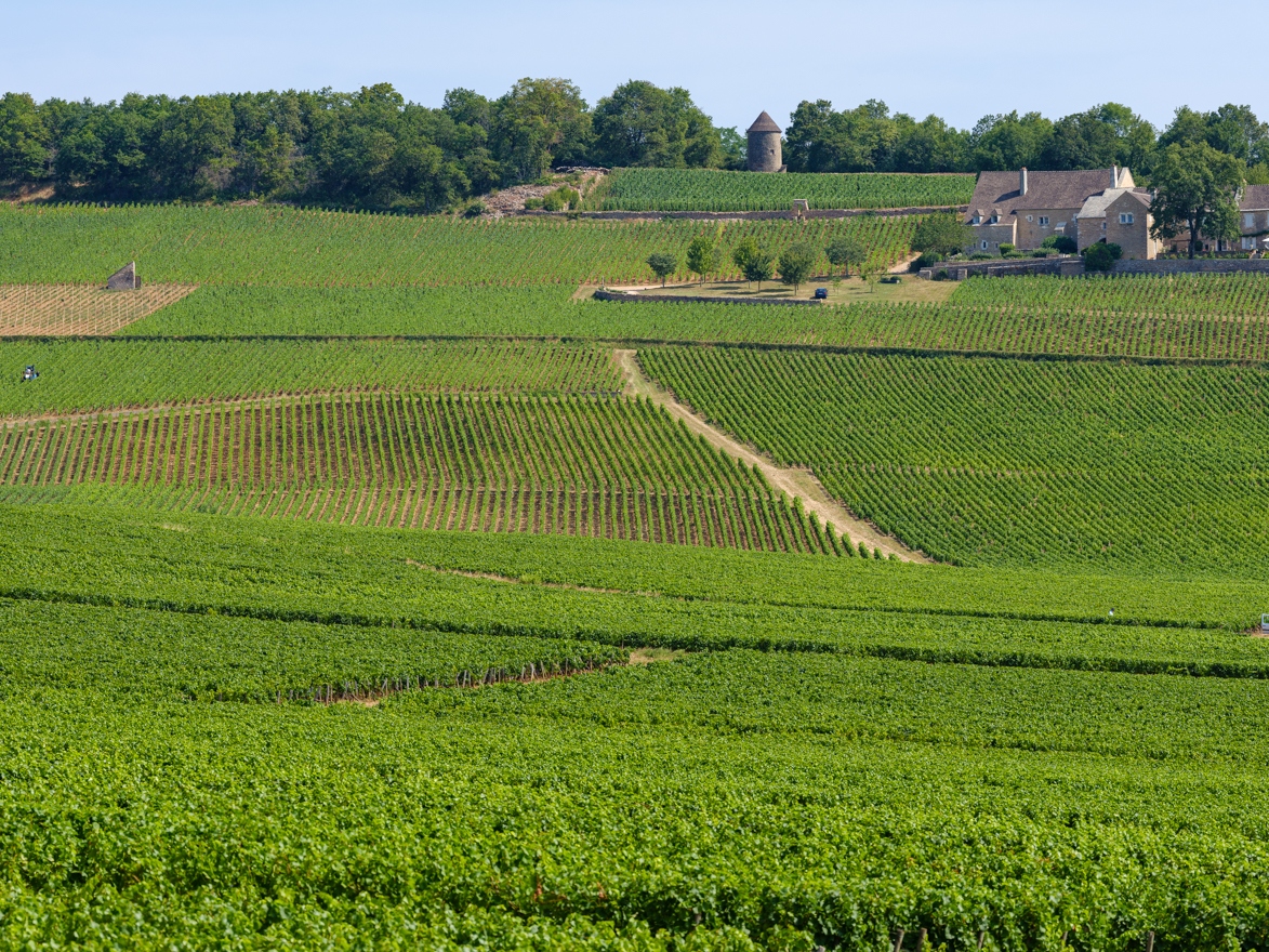Grape_Bourgogne_Article_Header.jpg