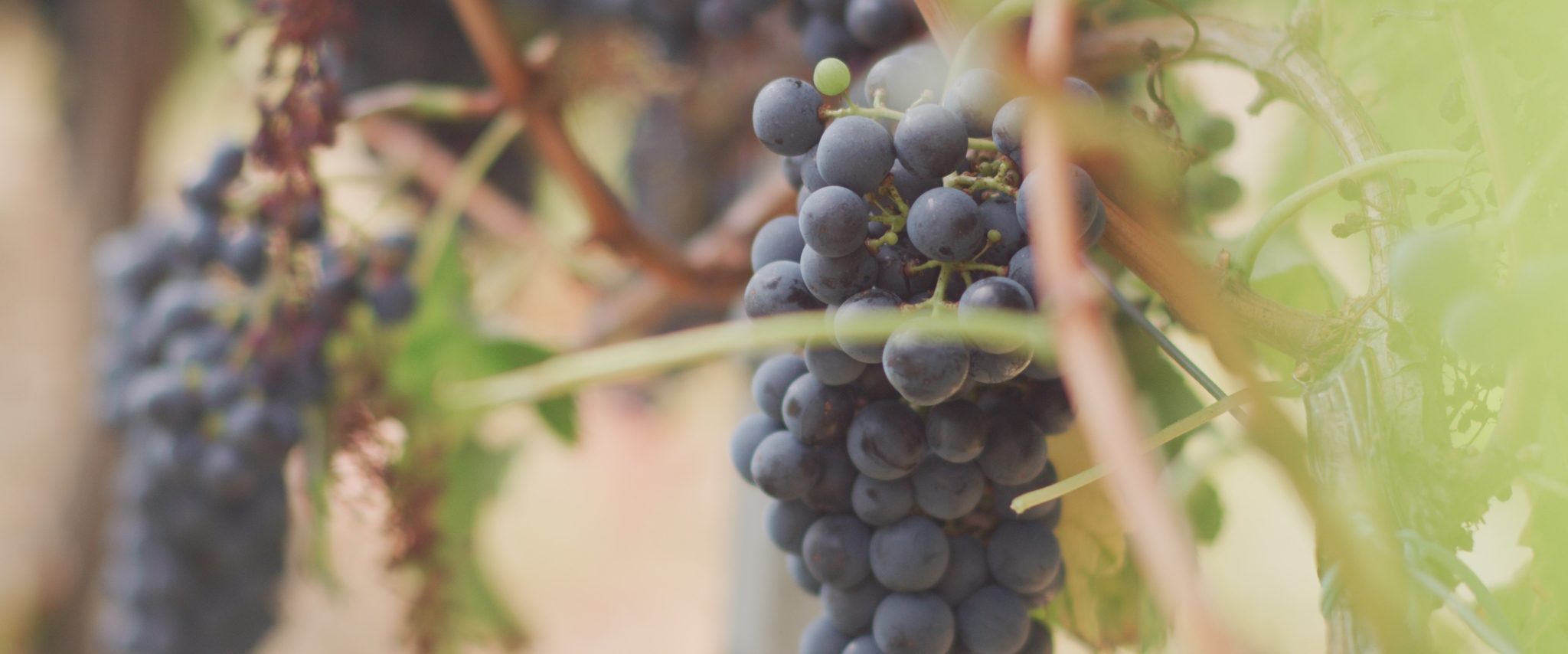 Grapes_1_Article_Header.jpg