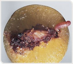 Asticot du carpocapse des prunes et ses dégâts sur une prune