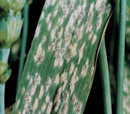 Symptômes d’oïdium sur feuilles de blé