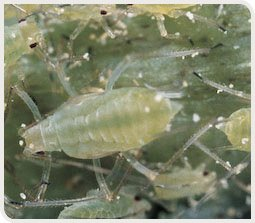 Puceron vert adulte du pêcher et larves (Myzus persicae) sur une feuille de pomme de terre