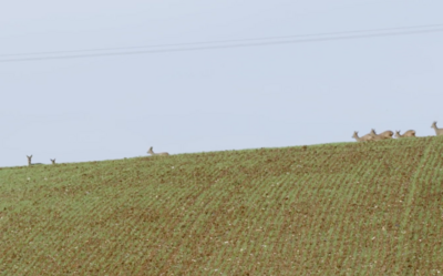 L’aménagement de l’exploitation agricole des Brayer a permis de préserver la faune sauvage comme nous le montre cette photo d’un troupeau de biches. une