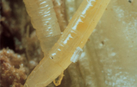 Mais oscinies 3774 f1