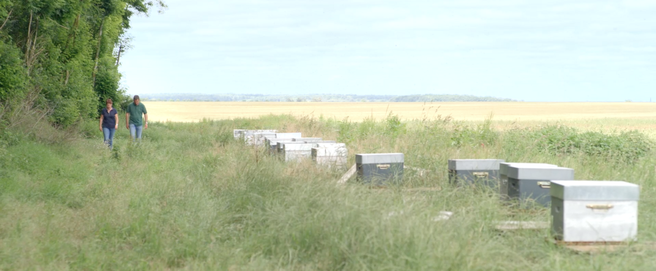 Dans une démarche d’agriculture raisonnée et afin de préserver les auxiliaires des cultures, Dominique Pétillon et l'ingénieure Bayer regardent le rucher et les ruches connectées de la ferme.