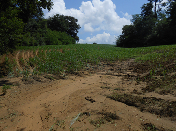 Ruissellement agricole dans un champ de maïs sur le bassin versant de Doazit.