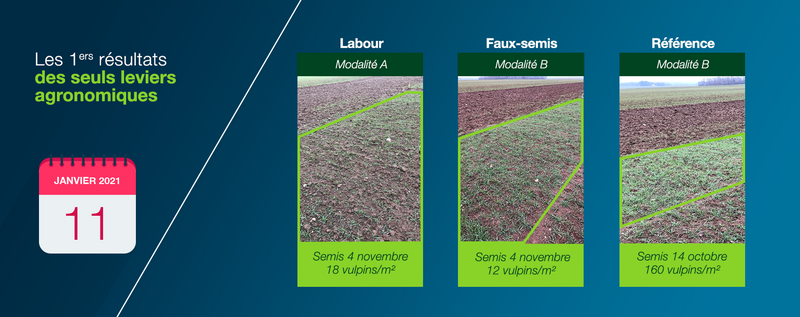 Diaporama de photos présentant et comparant les premiers résultats des seuls leviers agronomiques, à savoir labour, faux-semis et référence