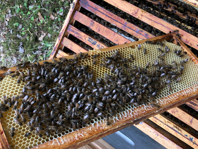 L'apiculture en France, cadre sorti d’une ruche recouvert de miel et d’abeilles