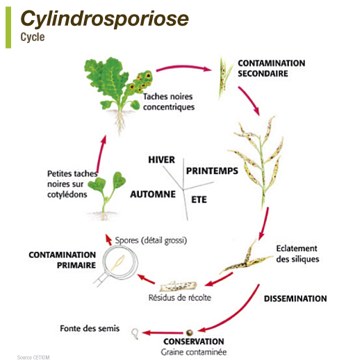 Cycle cylindrosporiose