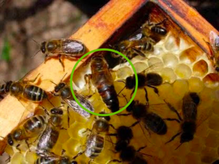 essaim d'abeilles, rythmé par les saisons et ses reines 