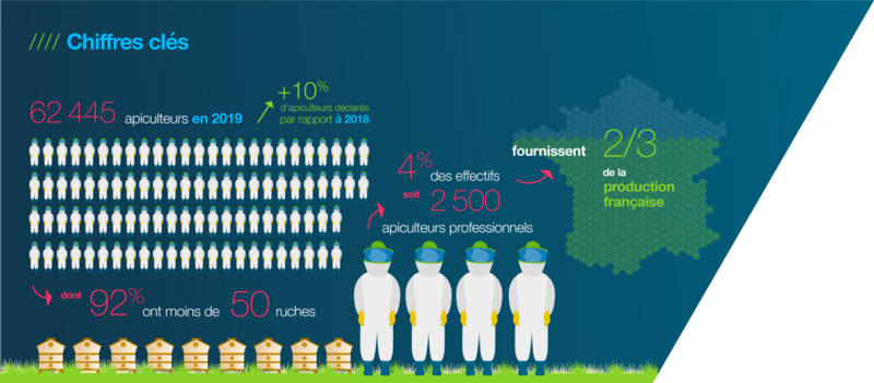 L'apiculture en France, schéma donnant le nombre d'apiculteurs en France