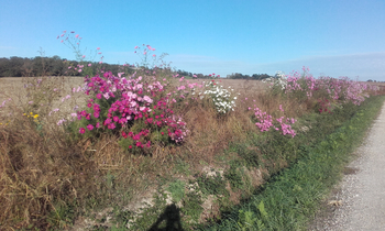 bande fleurie semée sur le bassin versant, permettant ainsi de réduire le ruissellement agricole et développer la biodiversité