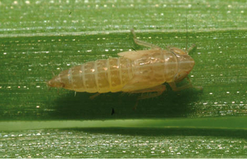 Cicadelle au stade larvaire.