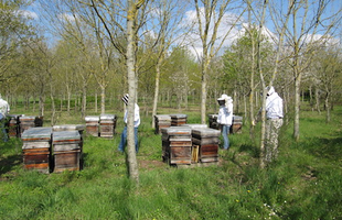 L'apiculture en France, ruches installées en bord de champs