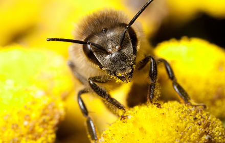abeilles et pulvérisation