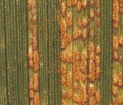Symptômes de rouille jaune sur feuille de blé